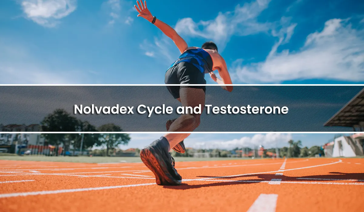 Nolvadex Cycle and Testosterone